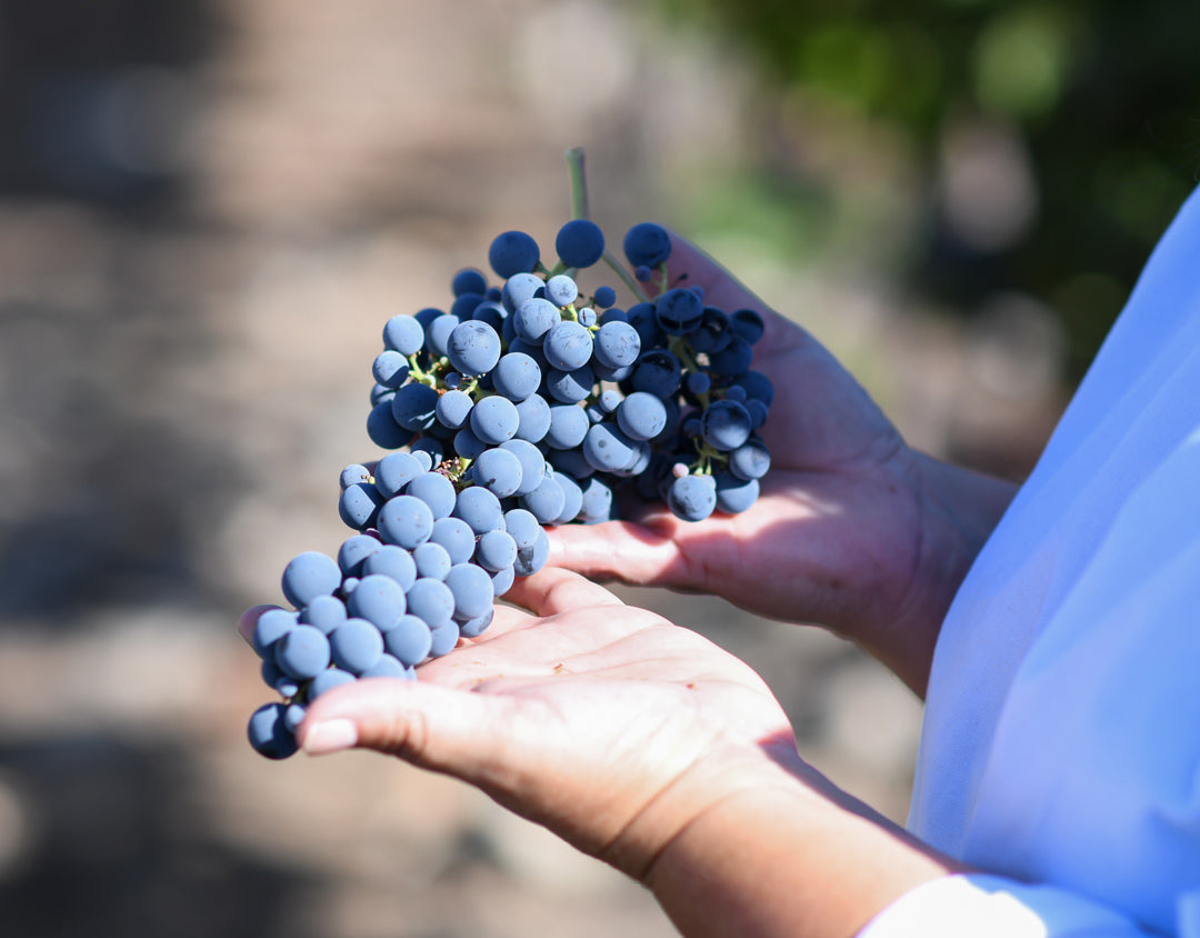 🍷 ÍCONES – CONCHA Y TORO + SANTA RITA